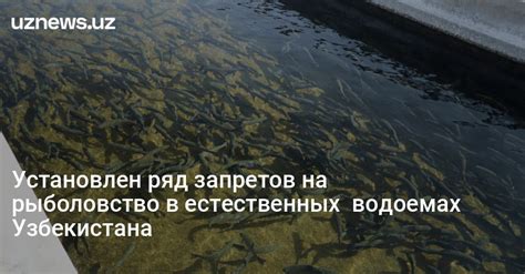 Проблема водорослей в естественных водоемах