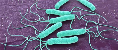 Проблема заболеваний, вызванных Helicobacter pylori