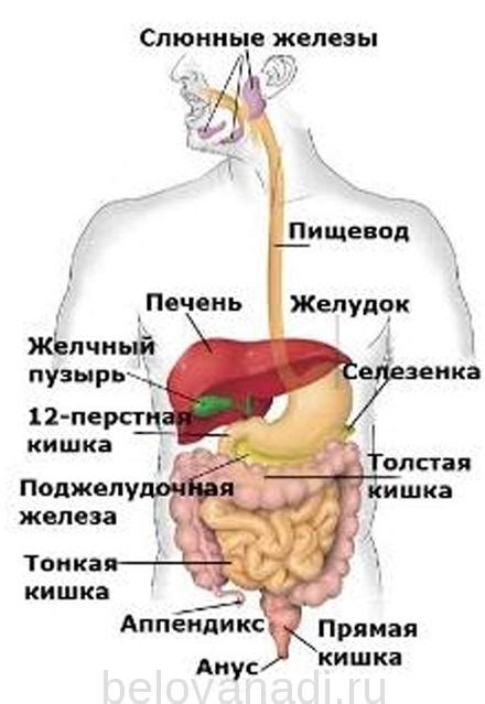 Проблемы с пищеварительной системой: предотвращение и лечение