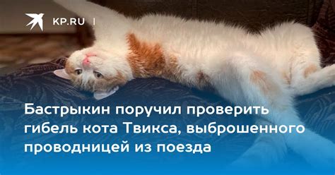 Проверить здоровье кота