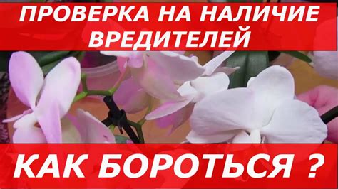 Проверка на вредителей