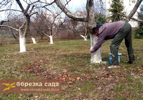 Проверка состояния деревьев перед побелкой