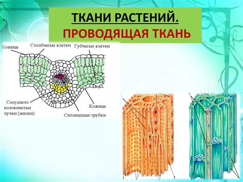 Проводящая ткань растений: состав и функции