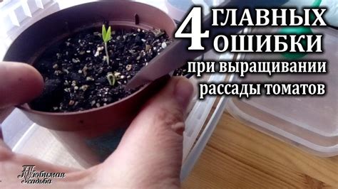 Продление сезона ранним посевом и выращиванием рассады