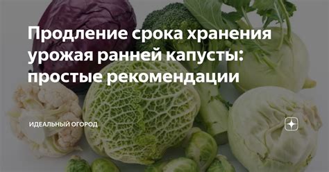 Продление срока хранения: секреты обработки перед хранением