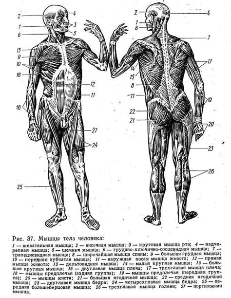 Продолжите рисование тела и конечностей