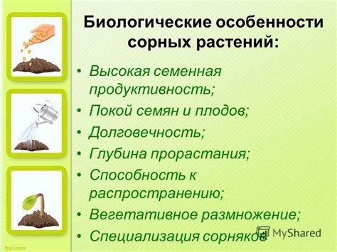 Продуктивность и долговечность