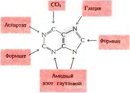 Происхождение аминокислот