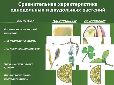 Происхождение растения и важнейшие факты