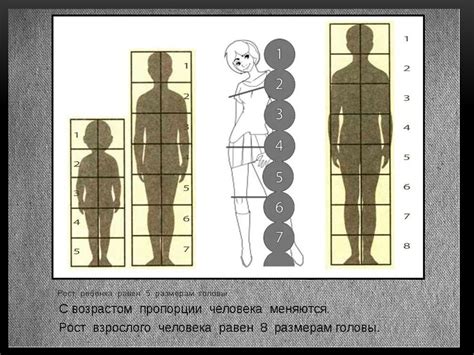 Пропорции головы и туловища