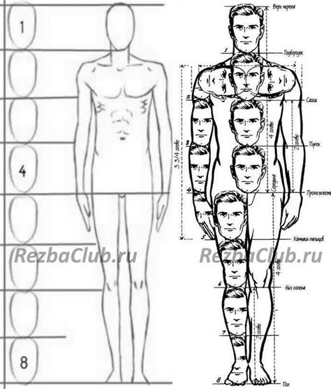 Пропорции тела и головы