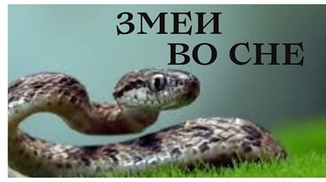 Просмотр нашей подземной жизни: что означает если во сне сбил поезд