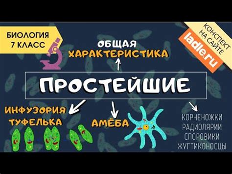 Простейшие организмы: определение и классификация