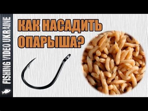 Простота использования опарыша для начинающих рыболовов