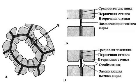 Простые поры и окаймленные: основные различия