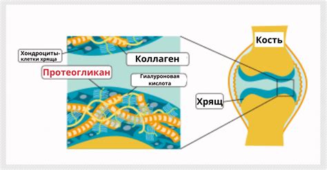 Протеогликаны