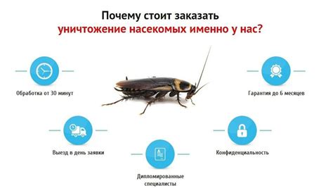 Профессиональные инструменты для борьбы с мухами