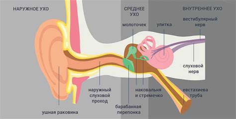 Профилактика боли в ушах у шарпея