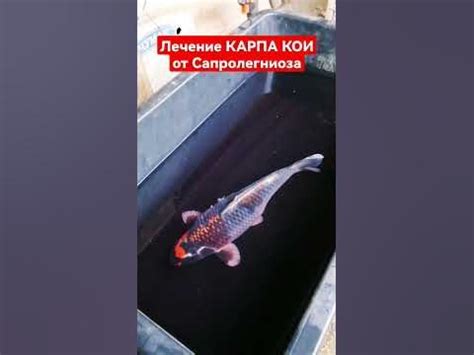 Профилактика и лечение заболеваний аквариумного карпа Амкара