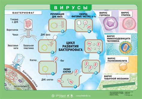 Профилактика короеда: способы предотвращения заражения