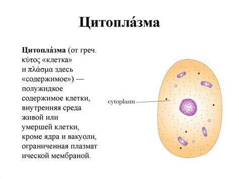 Профилактика незрелой цитоплазмы