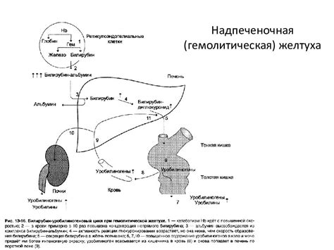 Профилактика повышения билирубина прямого