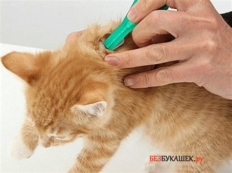 Профилактика проплешины у котят