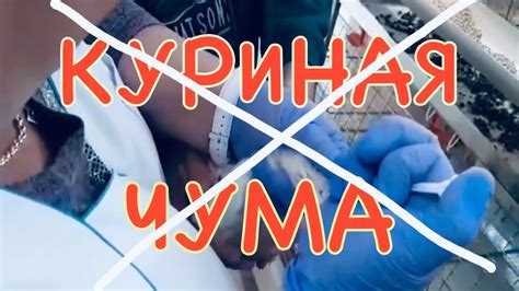 Профилактика чумы в домашних условиях