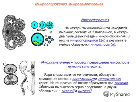 Процессы, контролируемые вегетативным ядром