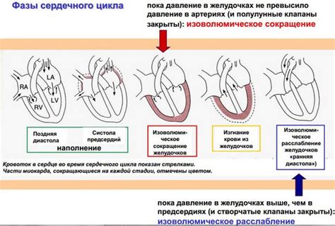 Процессы, происходящие в первой фазе цикла сердечной деятельности