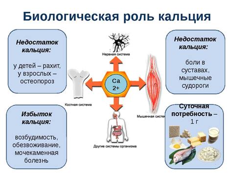 Процессы поглощения кальция в организме