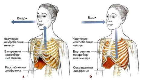 Процесс вдоха и выдоха во время речи