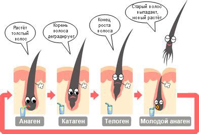 Процесс волосяной потери: почему это происходит