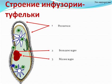 Процесс газообмена в клетках инфузории туфельки