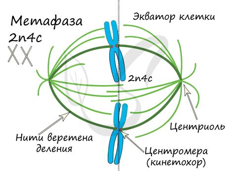 Процесс деспирализации хромосом