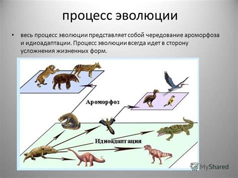 Процесс идиоадаптации в эволюции