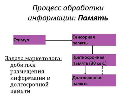 Процесс консолидации информации в долгосрочной памяти