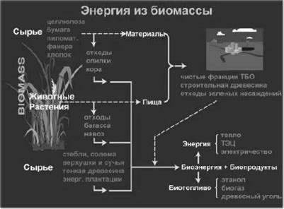 Процесс образования биомассы