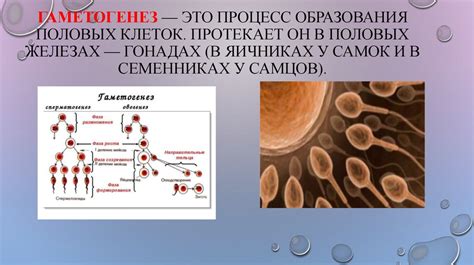 Процесс образования ползуна