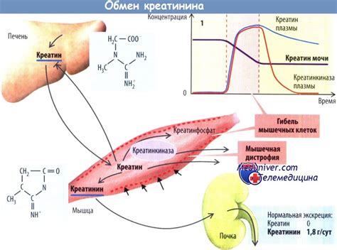 Процесс образования эндогенного креатинина