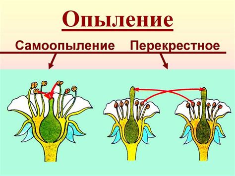 Процесс опыления цветковых растений