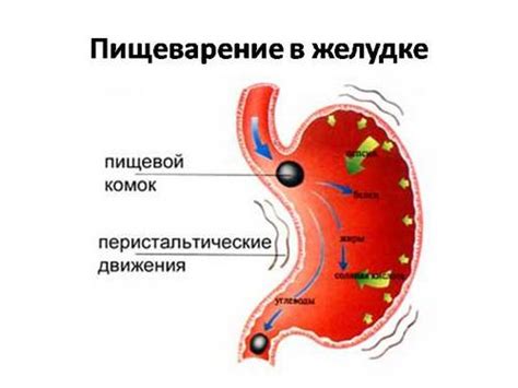 Процесс переваривания пищи в желудке