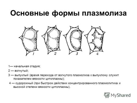 Процесс плазмолиза: суть и механизмы данного феномена