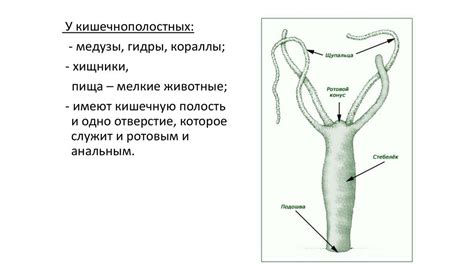 Процесс поглощения и переваривания пищи у гетеротрофов