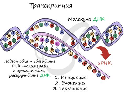 Процесс превращения иРНК в ДНК