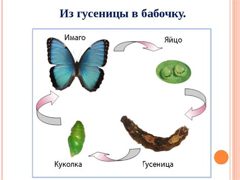 Процесс превращения пакетика: