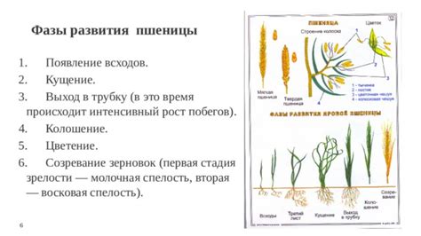 Процесс развития пшеницы