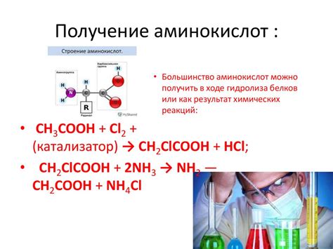 Процесс синтеза аминокислот в организме