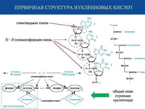 Процесс синтеза клетчатки