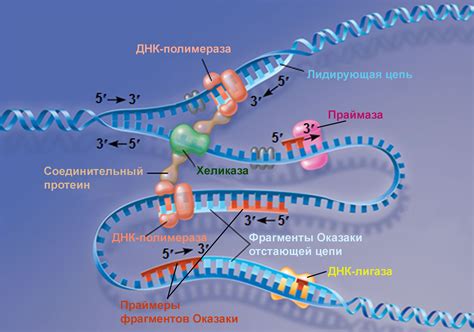 Процесс смешивания и экстрагирования ДНК